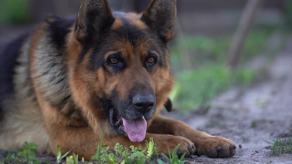 Closeup of a German Shepherd with Intelligent Eyes and Protruding Tongue
