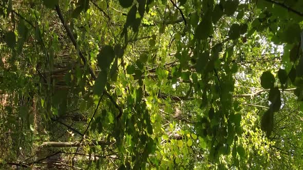 Vertical Video Autumn Forest with Trees in Ukraine Slow Motion alt