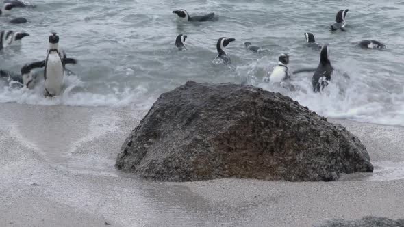 Penguin Swimming Close to Shore