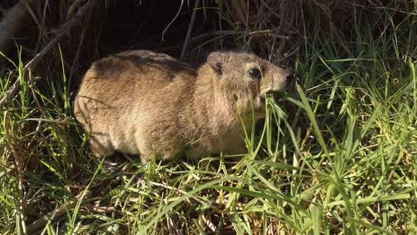 Dassie, rock hyrax eats grass looks at camera, South Africa, close up alt