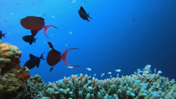 Underwater Marine Tropical Life alt