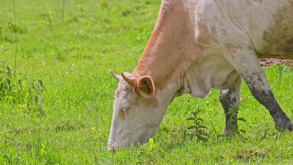 White Cow Grazes in a Meadow on a Sunny Summer Day Closeup