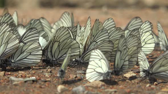 Large Flock of Aporia Crataegi Butterflies and Black-Veined White Butterfly on Ground Surface alt