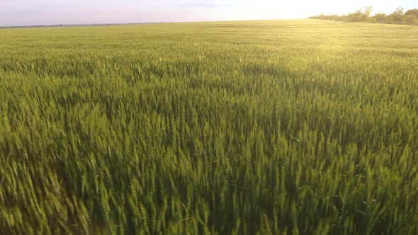Aerial of the Huge Green Wheat Zone with Waving Plants at Shimmering Sunset  