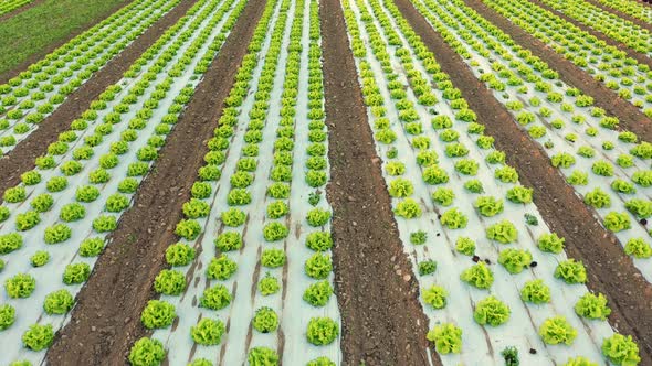 Aerial View on Field of Green Lettuce Crops