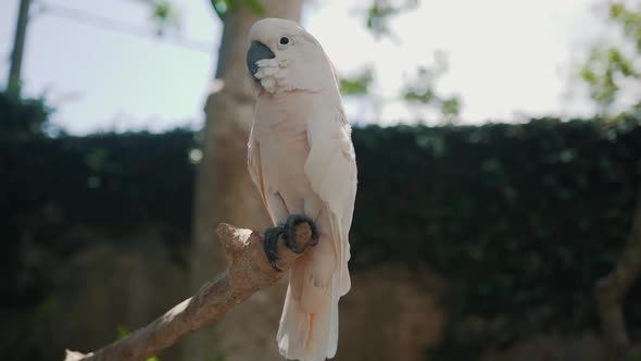a Parrot Sits on a Branch