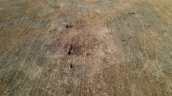 Wild Bison Running alt