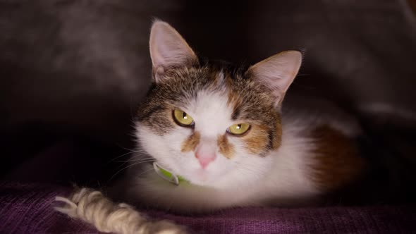 Close-up of three-colored domestic cat in the box nights