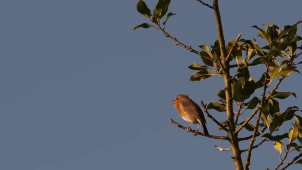 Robin Red Breast Bird Singing in Evening Perched In Holy Tree 25 fps