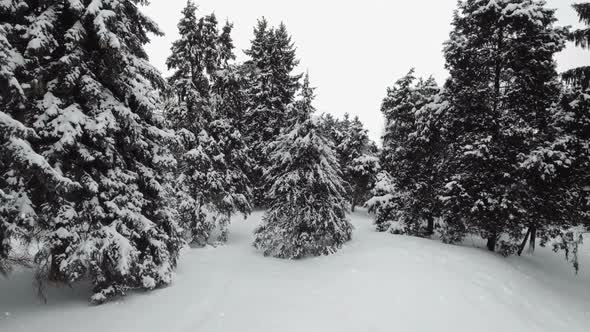 Frozen Winter Forest