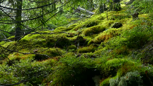 Mountains and Stones Overgrown with Moss and Trees