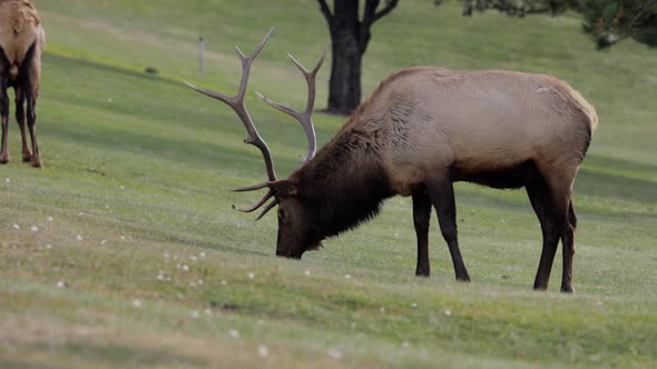 A herd of wild elks grazing on grass alt