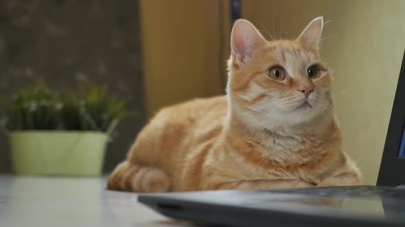 Funny Ginger Cat with a White Muzzle Lies on the Table and Looks Around
