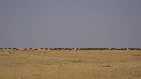 Wildebeests in Masai Mara alt