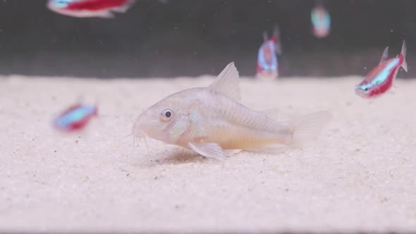 Small Catfish Corydoras Frontal Closeup with Blurred Background alt