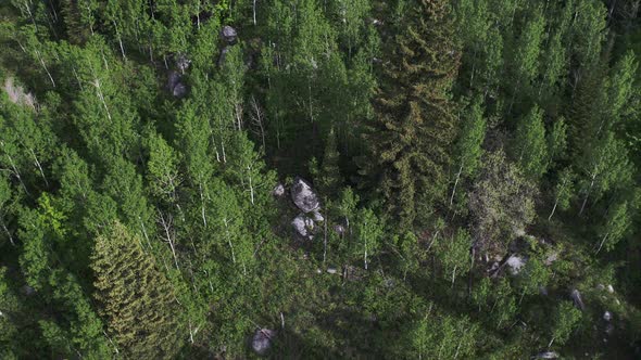 Flying view over tree tops looking down at the forest alt