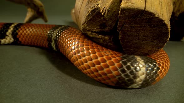 Sinaloan Milk Snake, Lampropeltis Triangulum Sinaloae Lies on Tree Branch at Black Background. Close alt