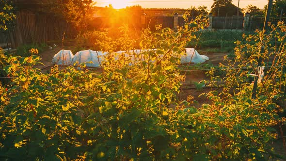 Tilt Shot Timelapse Time Lapse Hyperlapse View Of Raspberry Bushes Growing In Vegetable Garden At alt