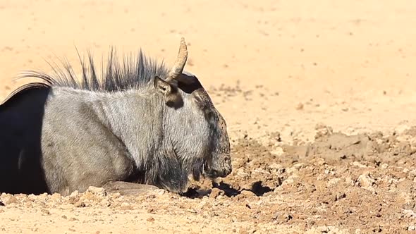Muddy Wildebeest lies in cool wet sand on a hot Kalahari mid day alt