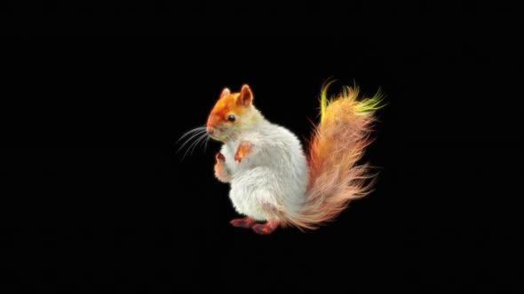 70 White Squirrel Dancing HD alt