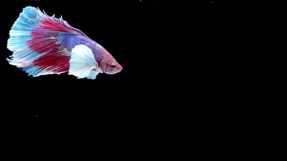 Siamese fighting fish (Betta splendens) alt
