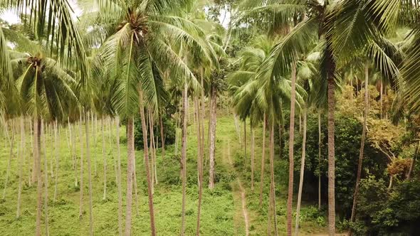 Top Drone View Exotic Thailand Landscape Coconut Palm Trees