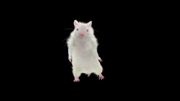 Rat Dancing Hd, Motion Graphics | VideoHive