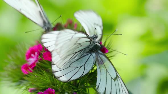 Black Veined White Butterfly alt
