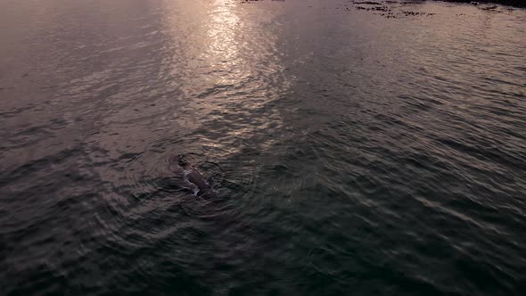 Overhead drone shot reveals big baleen whale during sunset, floating alt