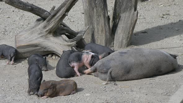 Cute newborn piglets family resting with mother on farm during sunlight,close up alt