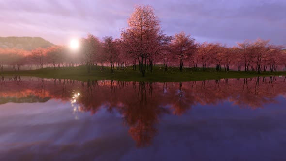 Pink Cherry Blossoms Reflecting In Water