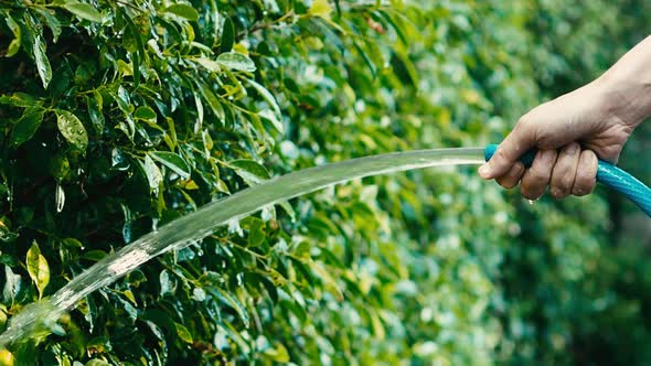 Watering tree. Woman arms are using water spraying hoses. Woman gardener with hose for watering