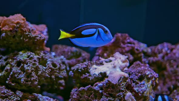 Aquarium Fish alt