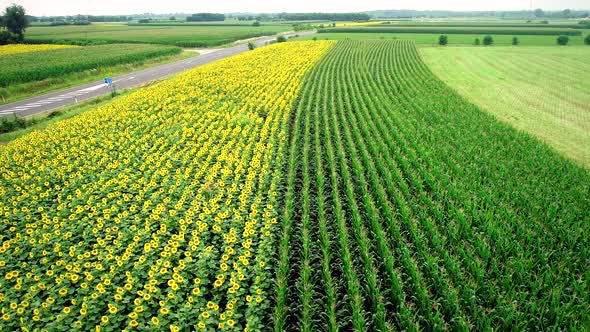 Aerial view of rows of sunflower and corn in fields. alt