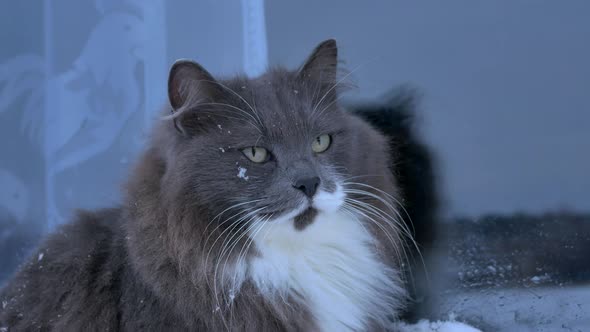 Beautiful Gray Cat in the Snow alt