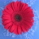 Red Flower Falling Into The Blue Water In Slow Motion Creating Waves And Splashes Shot From Top View - VideoHive Item for Sale