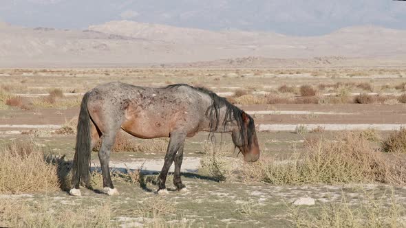 Old stallion in the West Desert of Utah grazing alt