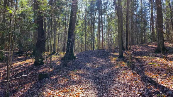 Walk through the spring forest alt