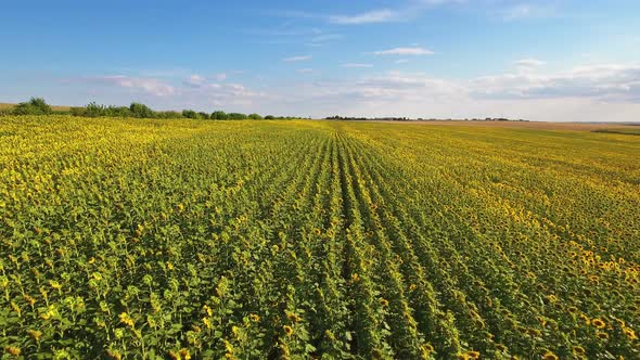 Sunflower Fields 2 alt