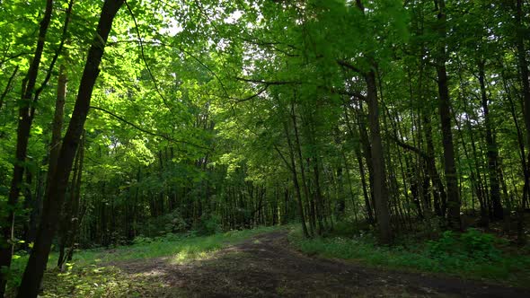 Beautiful summer forest alt