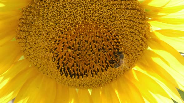 Bee Pollinate Sunflower alt