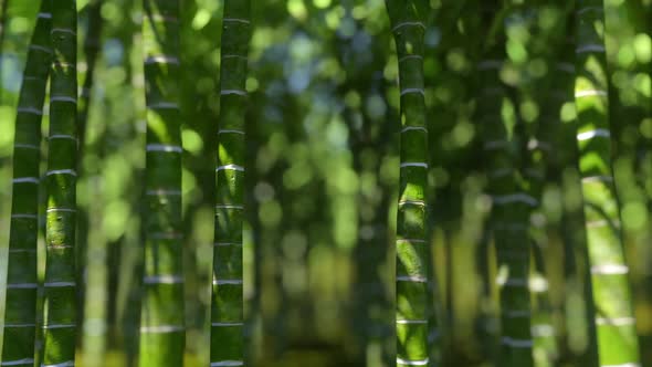 Bamboo Bokeh alt