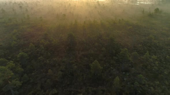 Sunrise Over Foggy Landscape in Bog Forest Aerial View Backwards