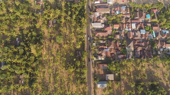 Highway Among Palm Trees alt