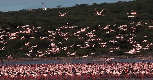 Lesser Flamingo, phoenicopterus minor, Group in Flight, Taking off from Water alt