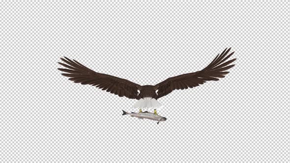 Bald Eagle with Salmon Fish - 4K Flying Loop - Back View