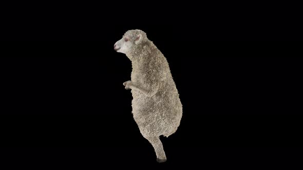 12 Sheep Dancing 4K alt