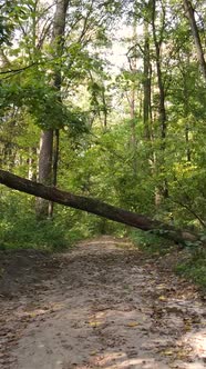 Vertical Video Trees in the Autumn Forest in the Afternoon alt