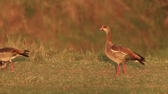 Egyptian Goose and Chics