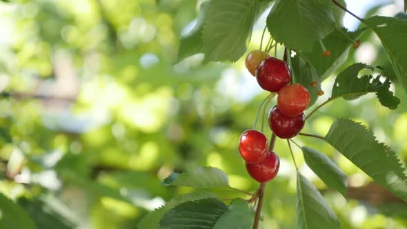 Tree branches of wild cherry with red fruit slow-mo  1920X1080 HD footage - Close-up of Prunus avium